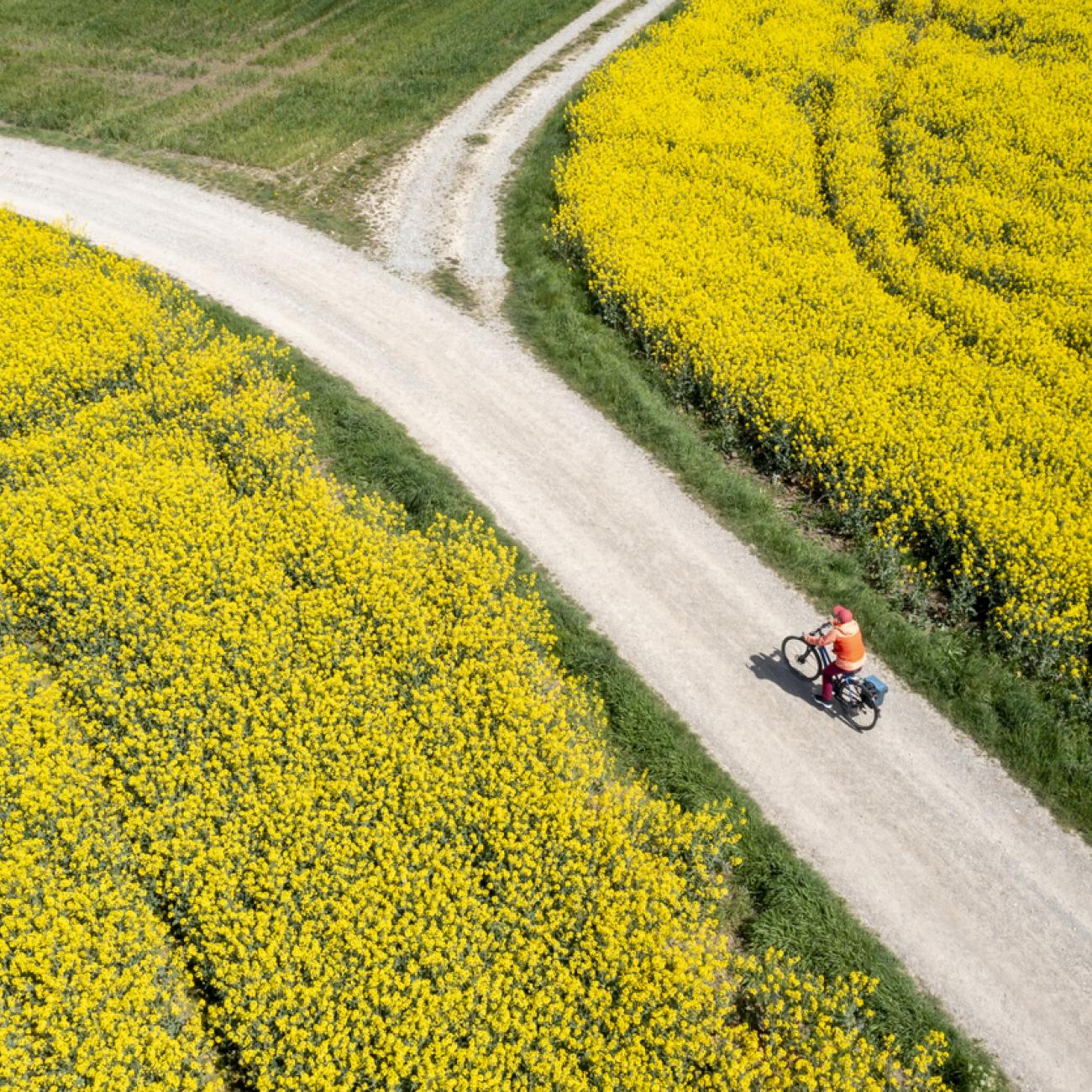 Agile or Not Agile? That Is NOT the Question: Cross road